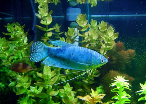 蓝星鱼的喂食要点
