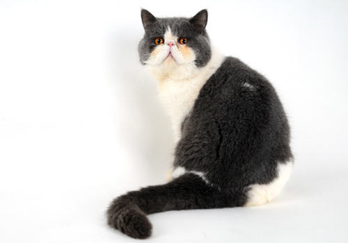 猫咪常见病的治疗和预防