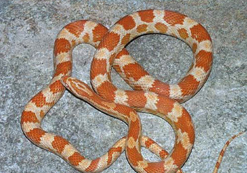 如何应对玉米蛇呕吐