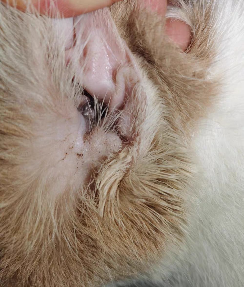 患猫耳螨别害怕,了解这些知识轻松应对! 患猫耳螨别害怕,了解这些知识轻松应对!