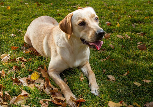 犬急性子宫内膜炎的预防措施