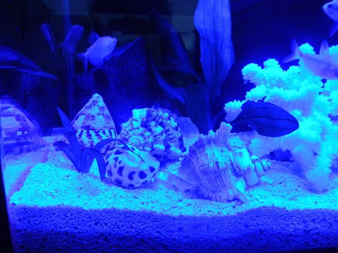 水族箱照明灯的作用