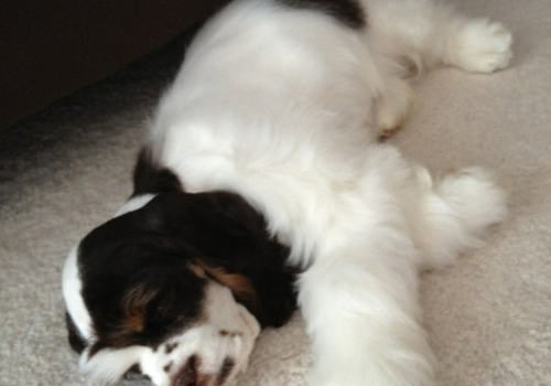 狗狗处方粮的作用 狗狗处方粮的作用