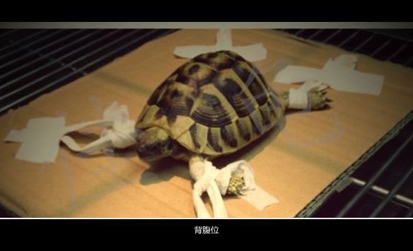 宠物龟能做X光吗？