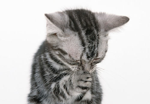 怎样帮猫咪延长寿命