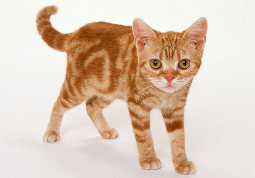 猫咪几种中毒的解救措施