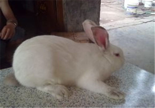 兔兔维生素B6缺乏症