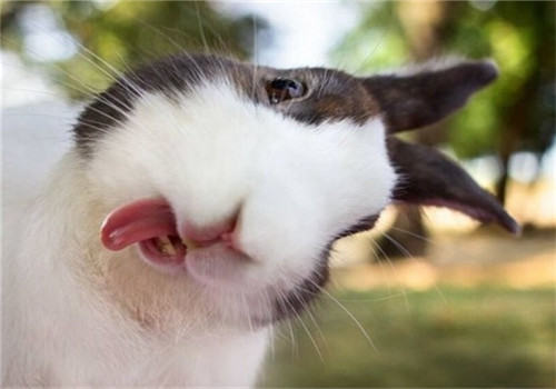 宠物兔果蔬喂养的注意事项