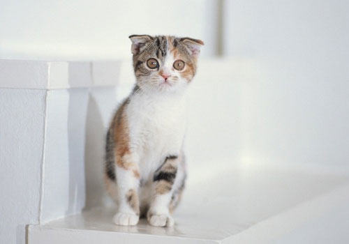 猫咪打呼噜的声音大该怎么办? 猫咪打呼噜的声音大该怎么办?