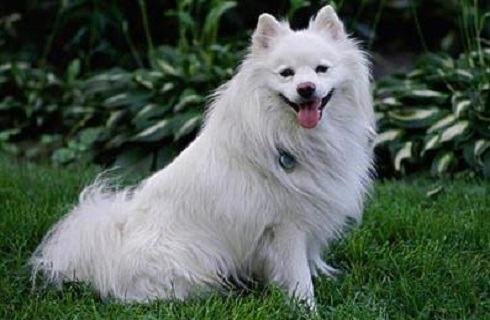 爱斯基摩犬价格多少?爱斯基摩犬价格盘点 爱斯基摩犬价格多少?爱斯基摩犬价格盘点