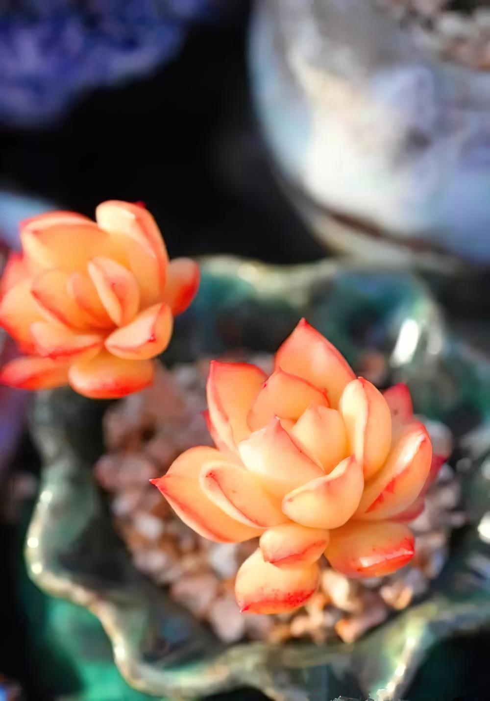 一月份多肉植物种植提示：以防寒保温和增加光照为主