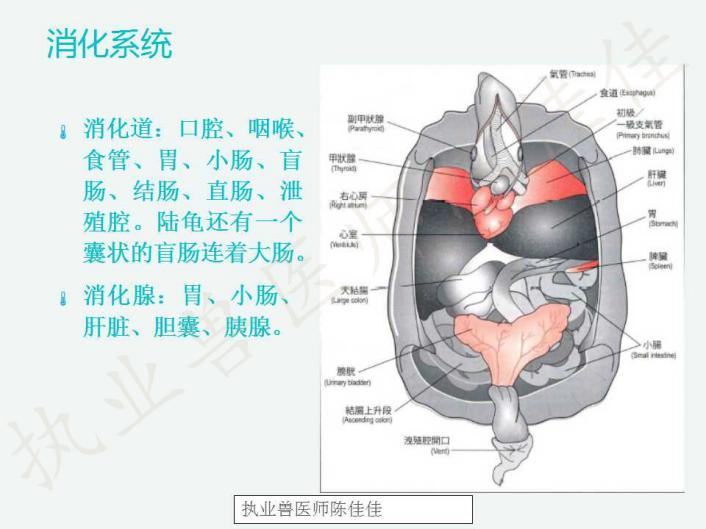 龟的消化系统、循环系统、淋巴系统介绍