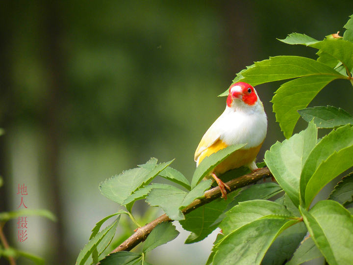 七彩文鸟的饲养要点