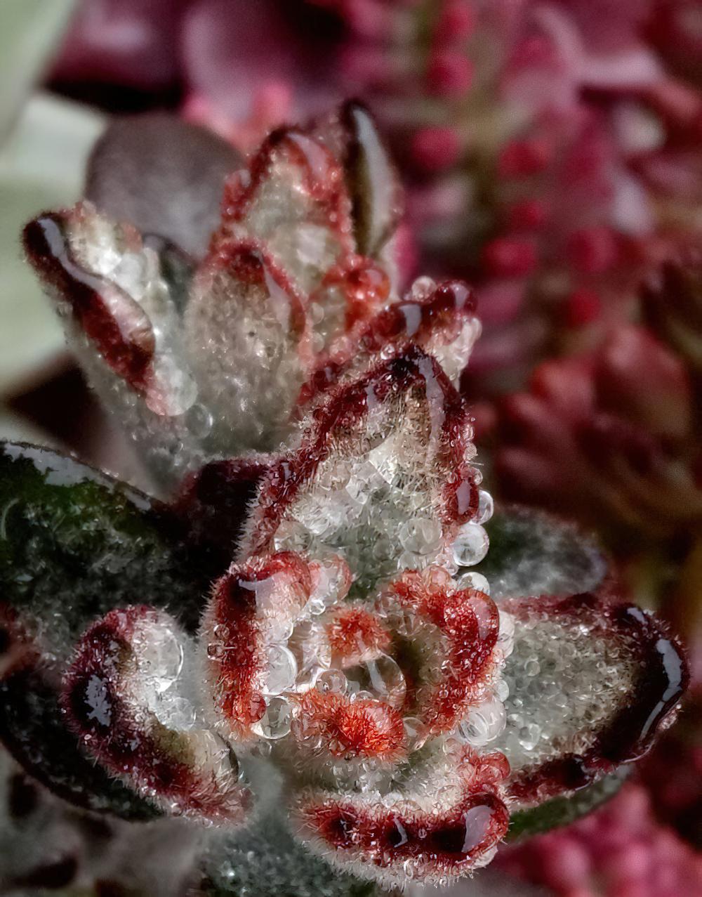 冻雨中我是那坚强的雪莲花，1°——7°露养的肉肉都是坚强的孩子