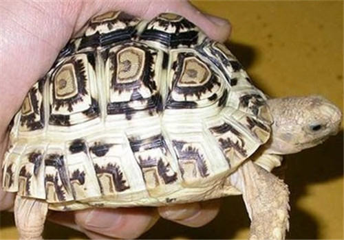 新手养陆龟应该知道的问题