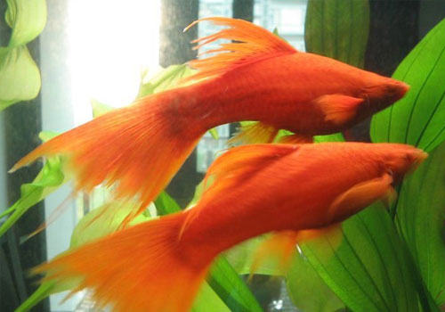 剑尾鱼饲养方法