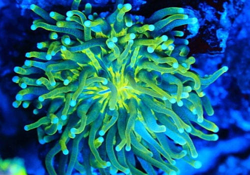 火炬花珊瑚饲养方法