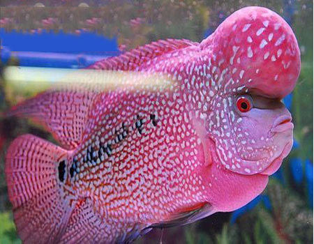 水族箱中光对鱼的影响