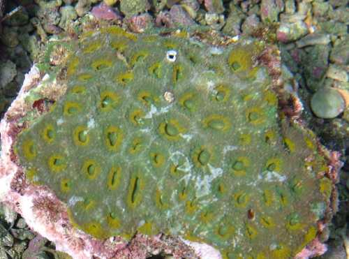 猫眼珊瑚的品种介绍