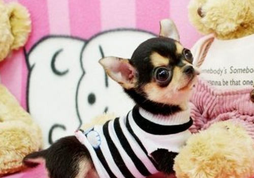 吉娃娃狗窝的制作方法 吉娃娃狗窝的制作方法