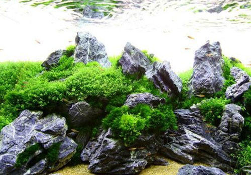 水族中青龙石怎么处理？