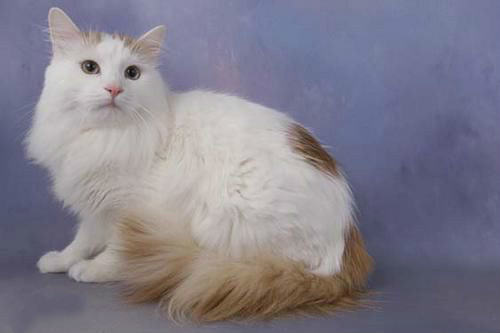 会游泳的猫——土耳其梵猫 会游泳的猫——土耳其梵猫