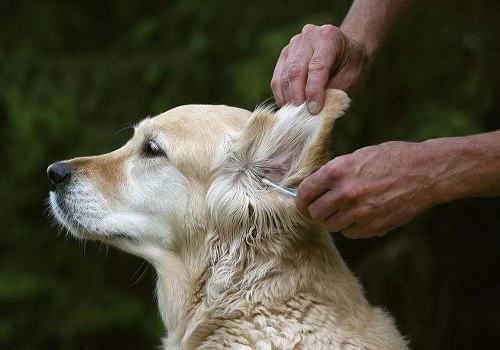 狗狗清洁护理的注意事项都有哪些？
