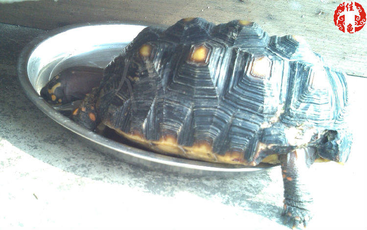一例红腿陆龟被藏獒咬伤的病例