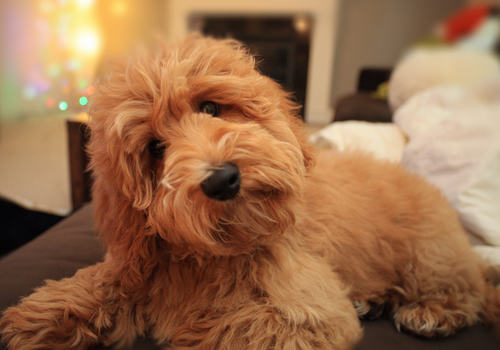 犬红眼症的处理 犬红眼症的处理