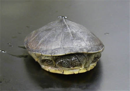白胸侧颈龟的品种简介