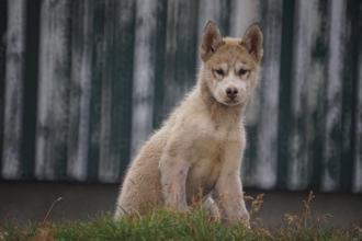 格陵兰犬为什么没人养？格陵兰犬优缺点介绍