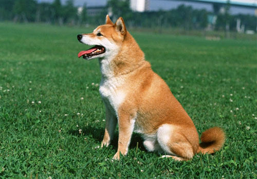 狗狗咬鞋子是为哪般