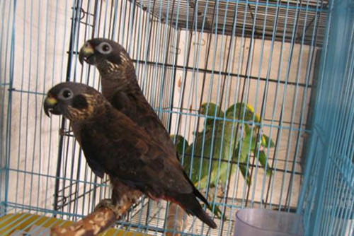 暗色鹦鹉的外形特征