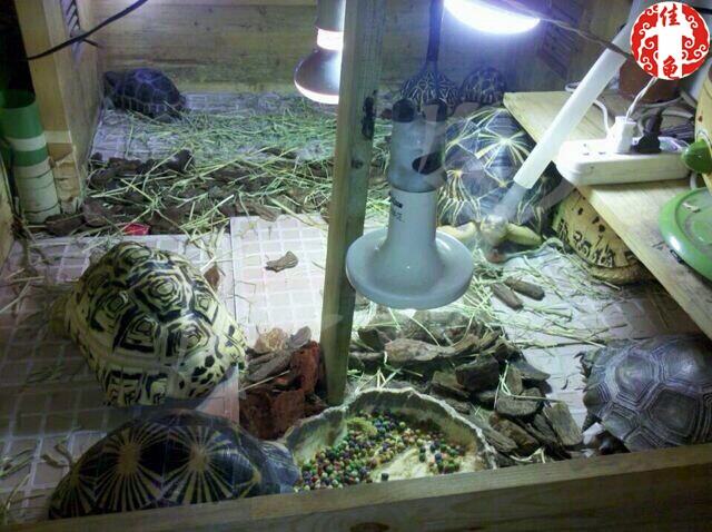 你知道各种各样的爬虫灯具有什么作用吗