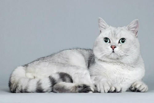 给宠物猫修毛有什么好处