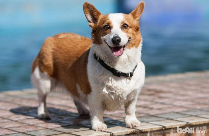 适合公寓饲养的小型犬有哪些?小型犬推荐 适合公寓饲养的小型犬有哪些?小型犬推荐