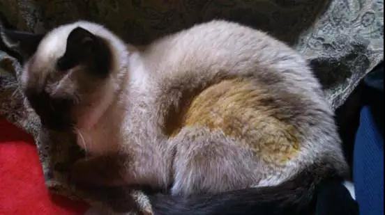 冬天猫咪怎么养？猫咪烤糊了怎么办？