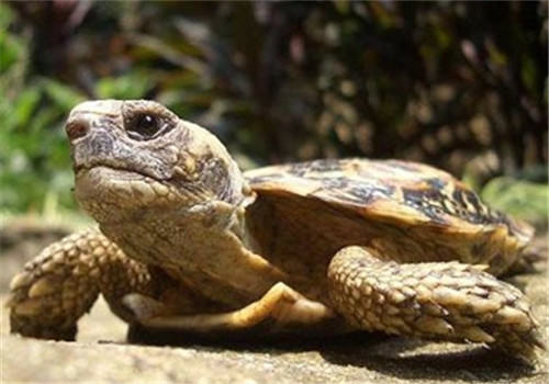 龟得了呼吸道疾病怎么办？