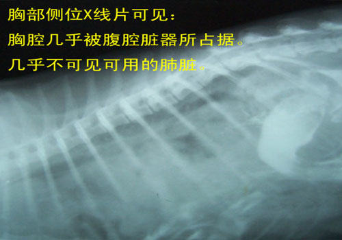 一例猫隔疝的手术治疗