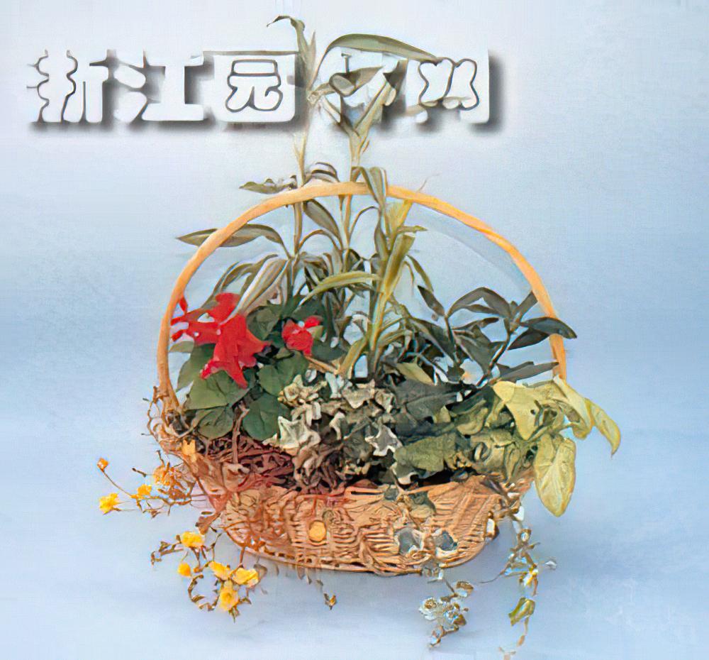 制作家庭组合盆栽实例—富贵竹 一串红系列