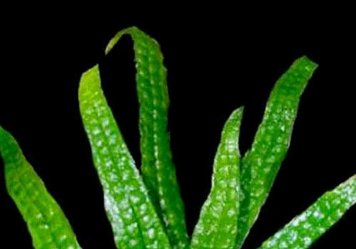 水龙骨科水草饲养方法