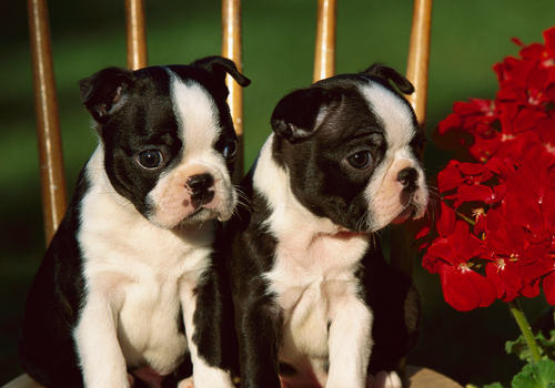 把狗狗送人会对狗狗有哪些影响