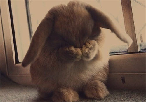 断奶会给小兔兔带来应激反应