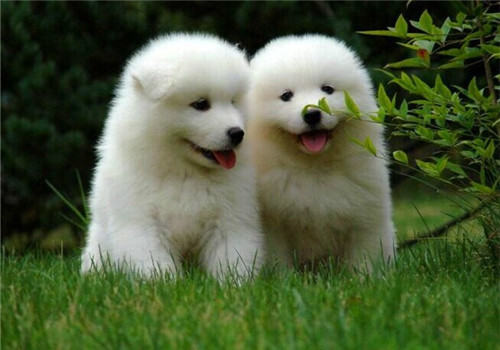 狗狗要谨防细小和犬瘟