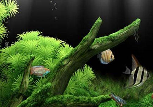 影响水族硝化过滤系统的因素