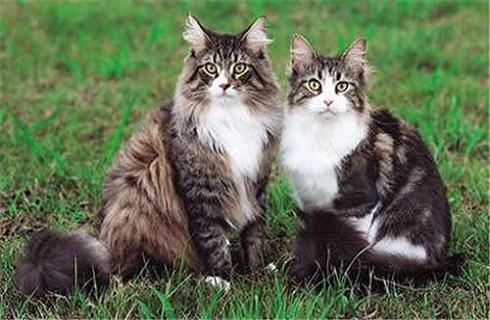缅因猫多少钱一只？缅因猫价格盘点