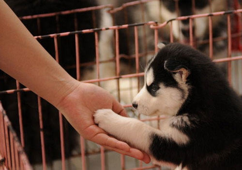 宠物空运有哪两种方式？