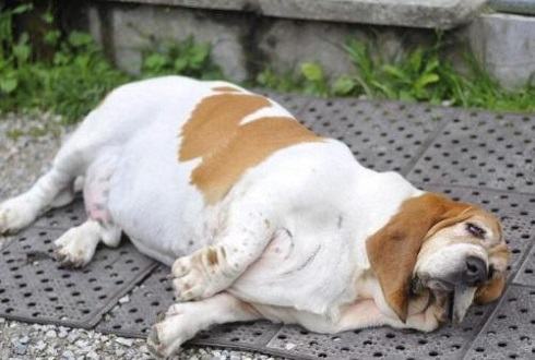 狗狗太胖怎么办 狗狗怎么能瘦下来