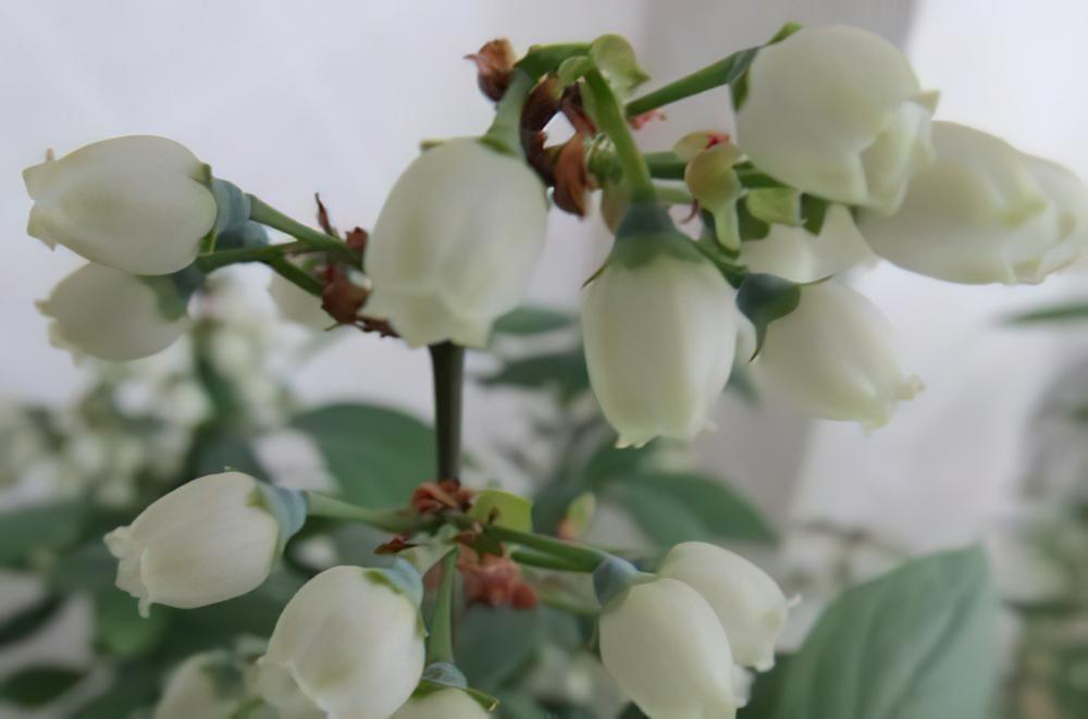 辨别蓝莓是否授粉完成