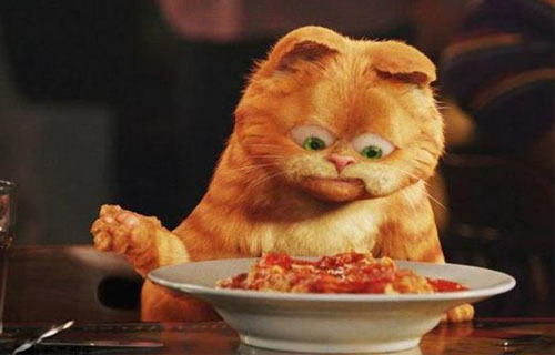 不要给猫咪喂你吃的饭菜